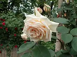 ‘Madame Bérard’, Antoine Levet, 1870