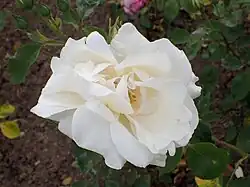 'Mme Pernet-Ducher', 1891