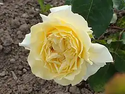 'Mme. Yves Latieule', 1948