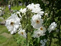 ‘Moscalbò’, Novaspina, 2011