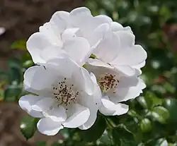 ‘Nemo’, Kordes, 2000