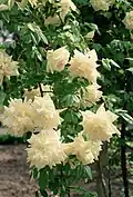 ‘Park’s Yellow Tea-scented China’, alte China-Rose, vor 1820