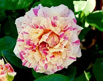 ‘Paul Cézanne’, Jackson & Perkins, 1992