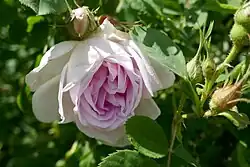 ‘Président Dutailly’, Dubreuil, 1882