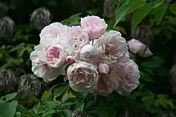 ‘Princesse Marie’ (oder ‘Belvédère’), Henri-Antoine Jacques, 1829