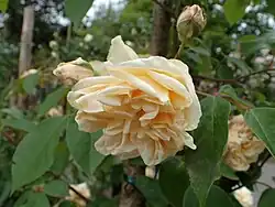 ‘Rêve d’Or’, Ducher, 1869