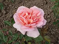 'Roi Alexandre', vor 1928 (posthum 1937 von Gaujard eingeführt)