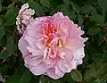 ‘Rosa Gruss an Aachen’, Spek, 1930