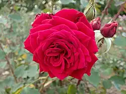 'Royal Velvet', posthum 1959