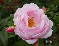 ‘Scepter d’Isle’, Austin, 1989