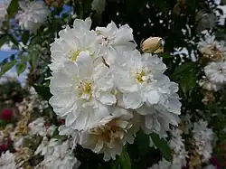 ‘Snow Goose’, Austin, 1996