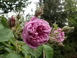 'Souvenir de Lucie', 1893