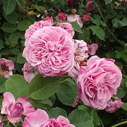 'Thalie la Gentille', vor 1811