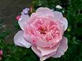 ‘The Alnwick Rose’, Austin, 2001