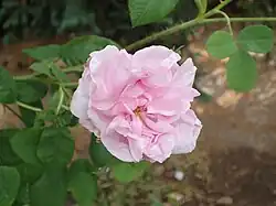 ‘Trigintipetala’, Rosa damascena, vor 1612 (?)