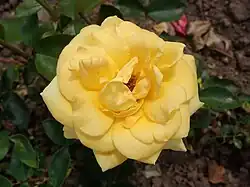 'Anneliese Rothenberger' (syn. 'Oregold'), 1975, Tantau