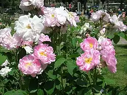 ‘Celsiana’, Rosa damascena, vor 1750