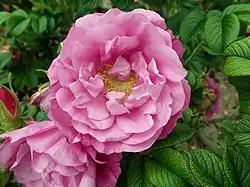 ‘Charles Albanel’, Felicitas Svejda, 1970/1982