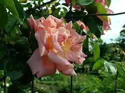 ‘Coralie’, William Paul, 1919