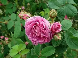 'Crimson Globe' (?), 1890