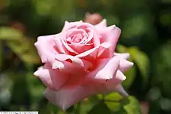 'Frédéric Mistral', 1996, Alain Meilland