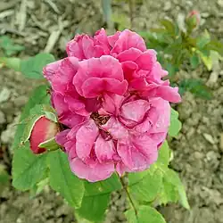 'Gloire de Ducher', 1865