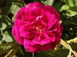 'Henri Martin', 1862