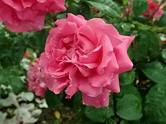 ‘Hilda Murrell’, David Austin, 1984