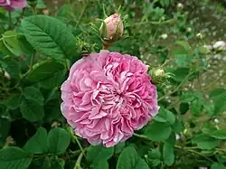 ‘La Maculée’, André Dupont, vor 1810