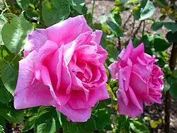 'Magna Charta', 1876