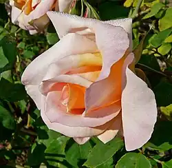 'Michèle Meilland', 1945