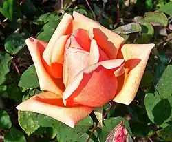 'Mme Abel Chatenay', 1894