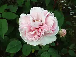 'Mrs. Bosanquet', 1832