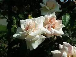 ‘Papillon’, Nabonnand, 1878