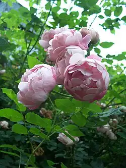 ‘Raubritter’, Kordes, 1936