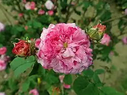 'Cramoisi picoté' (auch 'Renoncule ponctuée'),[10] 1834