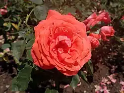 'Super Star' (oder 'Tropicana'), 1960, Tantau