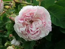 'Tricolore de Flandre'