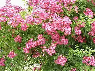 ‘Maria Lisa’, Liebau, 1936