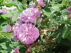 'Marie de Bourgogne', um 1850