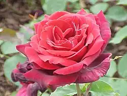 ‘Papa Meilland’, Meilland, 1963