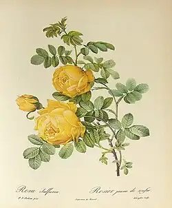 Pierre-Joseph Redouté: Rosa sulfurea / Rosier jaune de soufre (aus: Les Roses, 1817–1824)