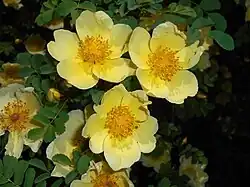 ‘Canary Bird’, Rosa xanthina, vor 1945