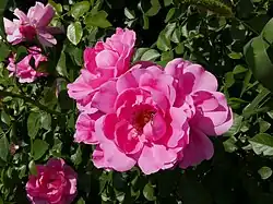 ‘Deborah’ (auch ‘Play Rose’), Meilland, 1989