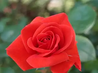 ‘Feuerfunken’, Anni Berger, 1979