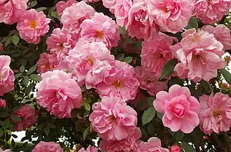 ‘John Davis’, Felicitas Svejda, vor 1977