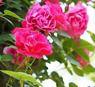 ‘Meteor’, Geschwind, 1887