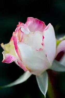 'Miwako' (syn. 'Korin'), Teehybride 1988