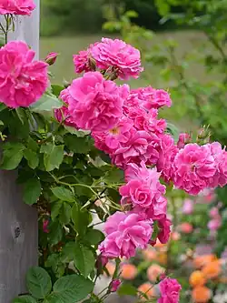 ‘The Wallflower’, George Paul, 1901