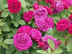 'Xavier Olibo', 1864